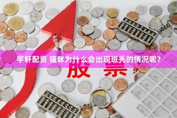 宇轩配资 猫咪为什么会出现斑秃的情况呢？