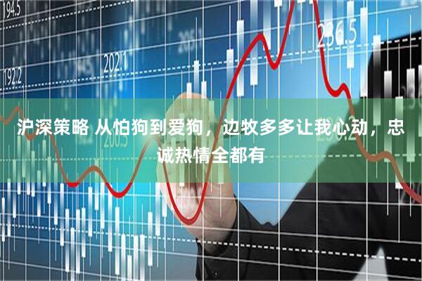 沪深策略 从怕狗到爱狗，边牧多多让我心动，忠诚热情全都有