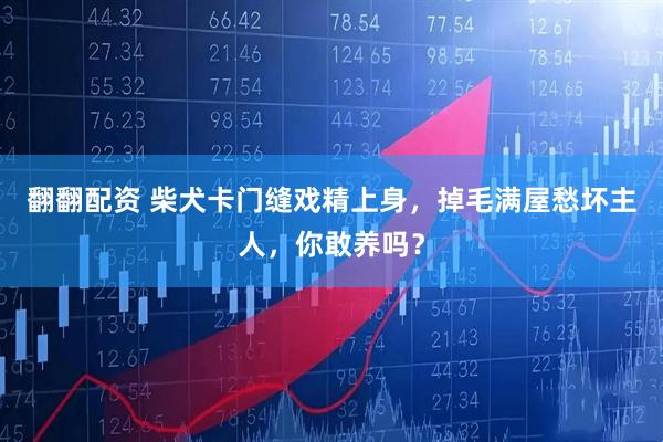 翻翻配资 柴犬卡门缝戏精上身，掉毛满屋愁坏主人，你敢养吗？
